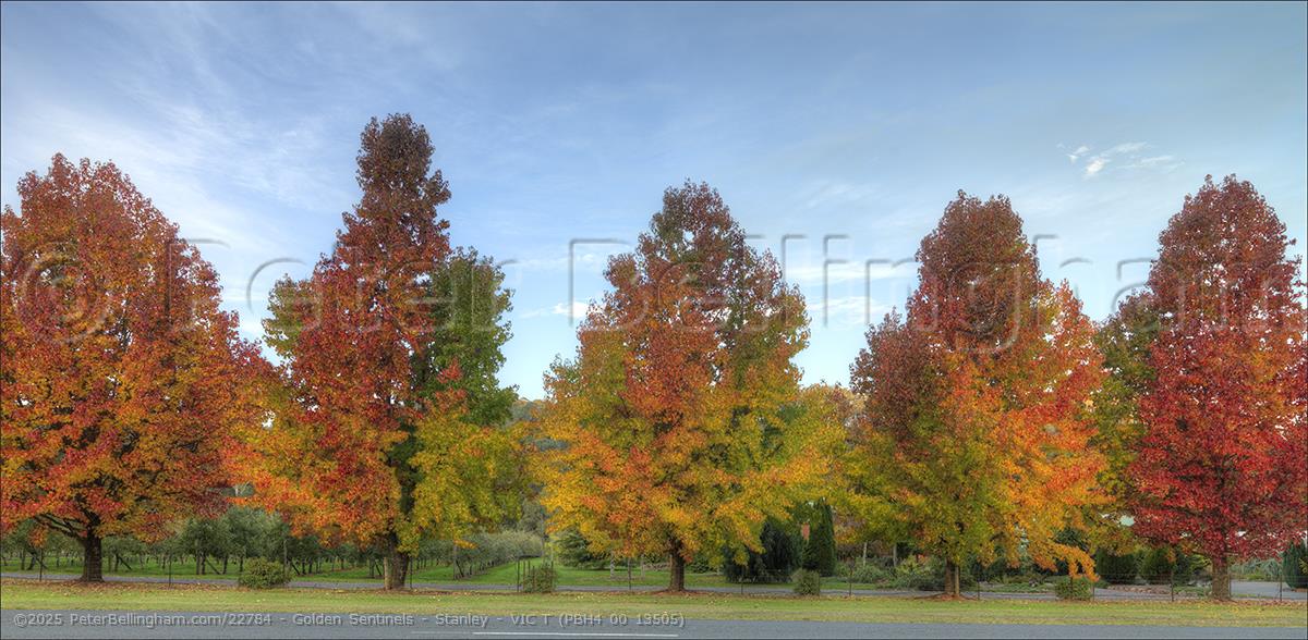 Peter Bellingham Photography Golden Sentinels - Stanley - VIC T (PBH4 00 13505)